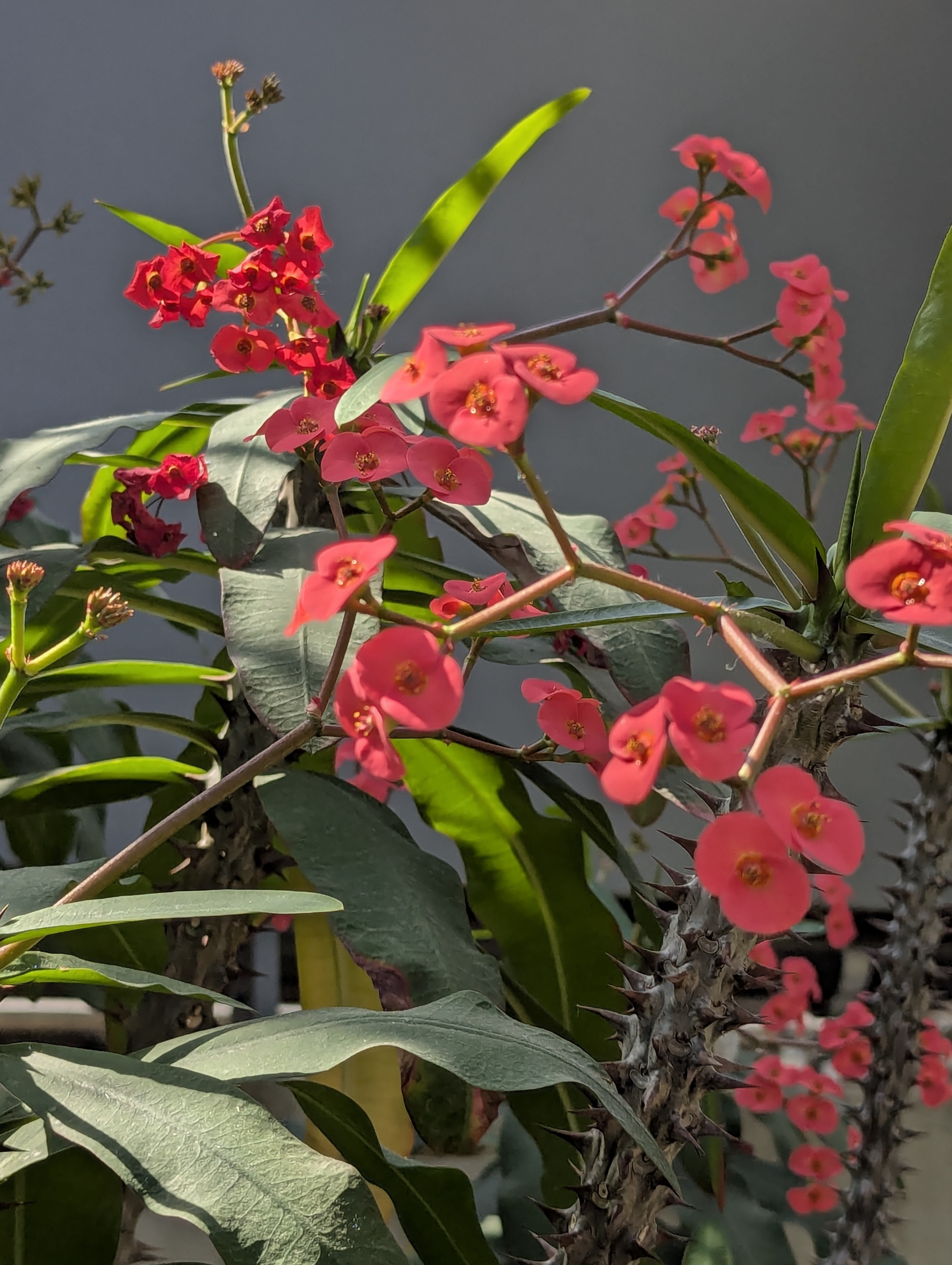 Birthday Trip to Canada, Edmonton, Pyramids, Muttart Observatory